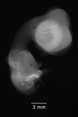 stage 31 chick embryo x-ray
